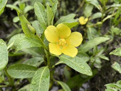 白花水龍|【濕地植物】不驕不縱盤伏行走於溪流上——台灣水龍 